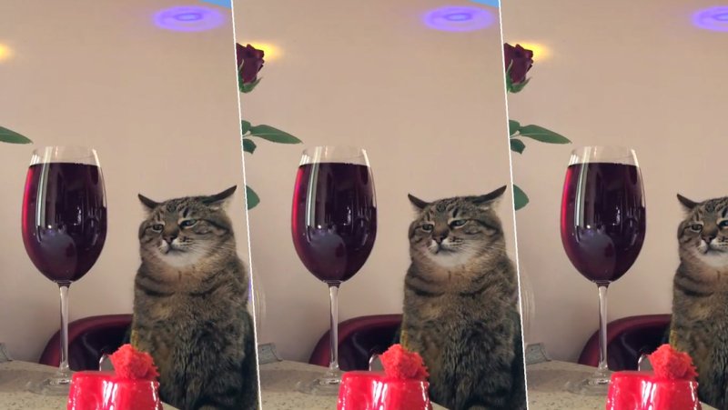 Кот Степан с вином