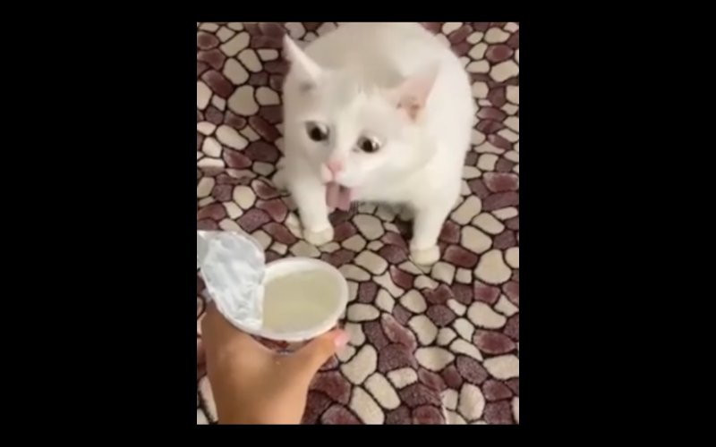 Кот которого тошнит от сметаны