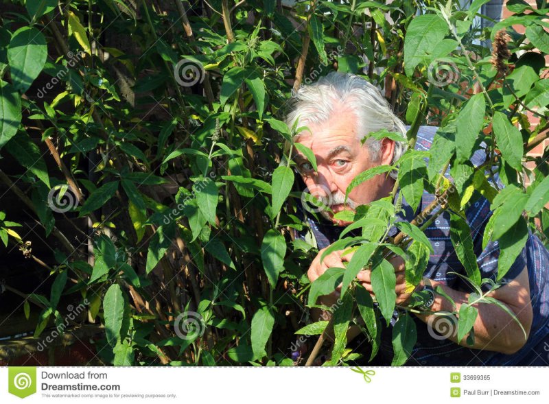 Человек прячется в кустах