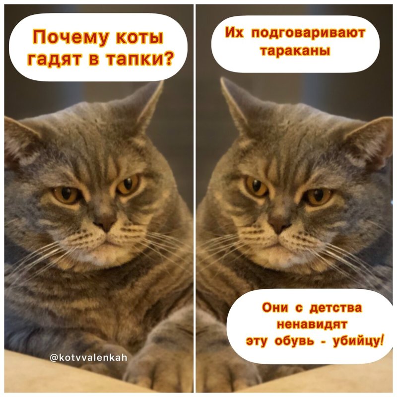 С днём субботы Мем с котом
