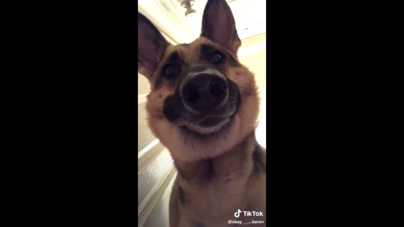 Собака фронталка