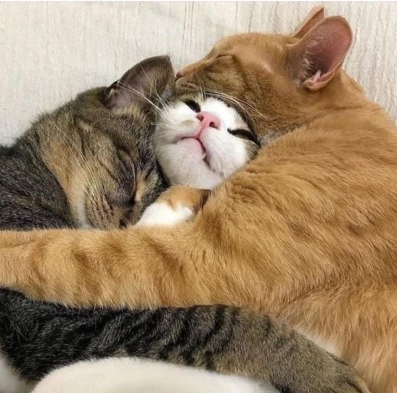 Кошки обнимашки