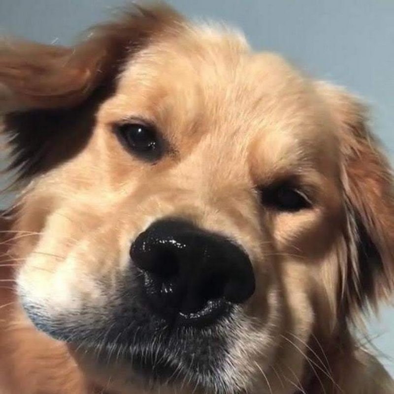 Морда собаки