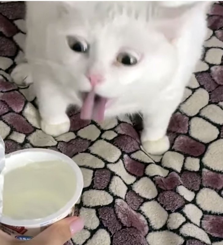 Кот ест сметану