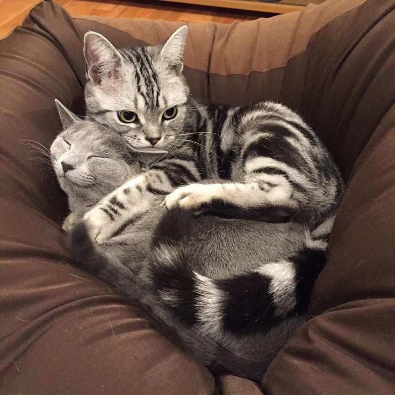 Кошки обнимашки