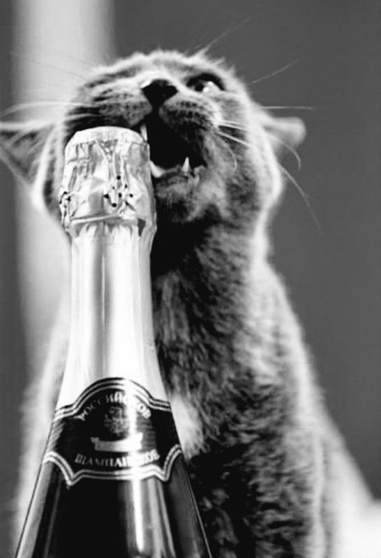 Котики и шампанское