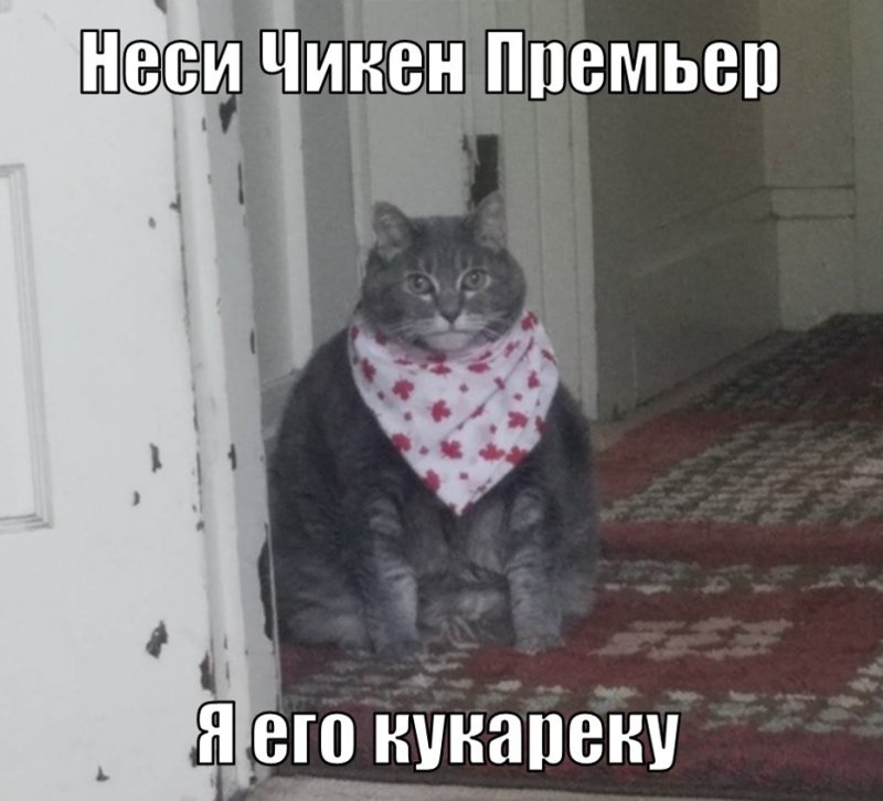 Неси черешню кот