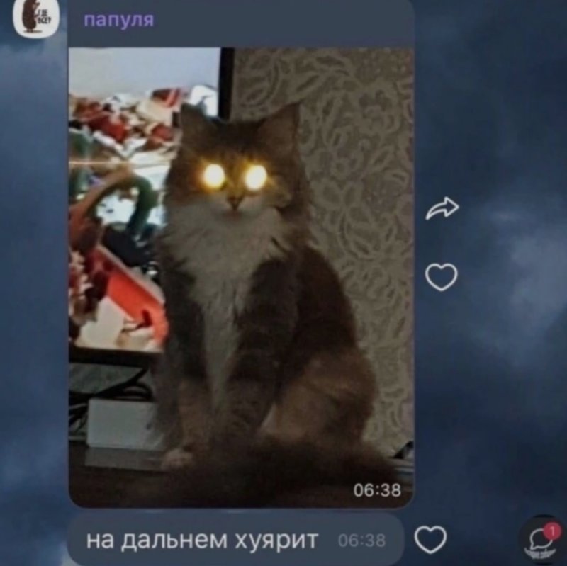 Батя и кот Мем