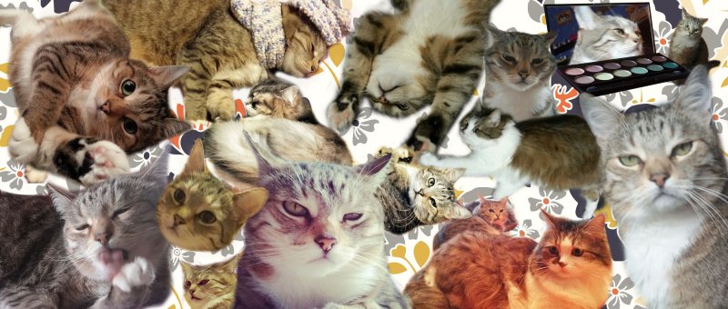 Много котиков на одной картинке