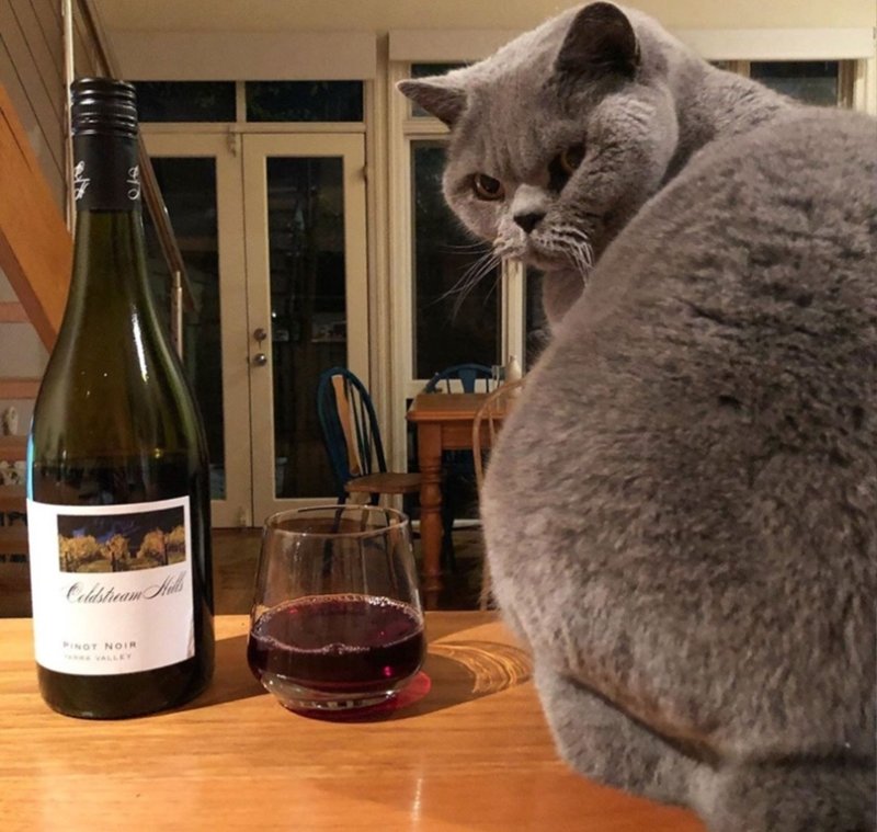 Кот и шампанское