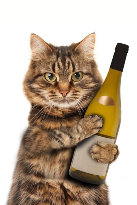 Кот с вином