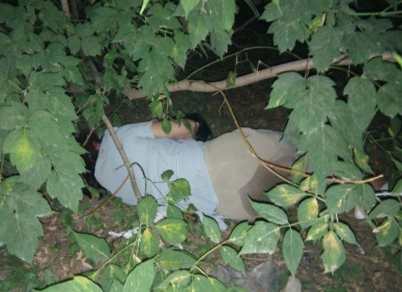 Кусты ночью