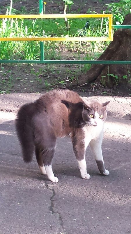Испуганная стойка кота