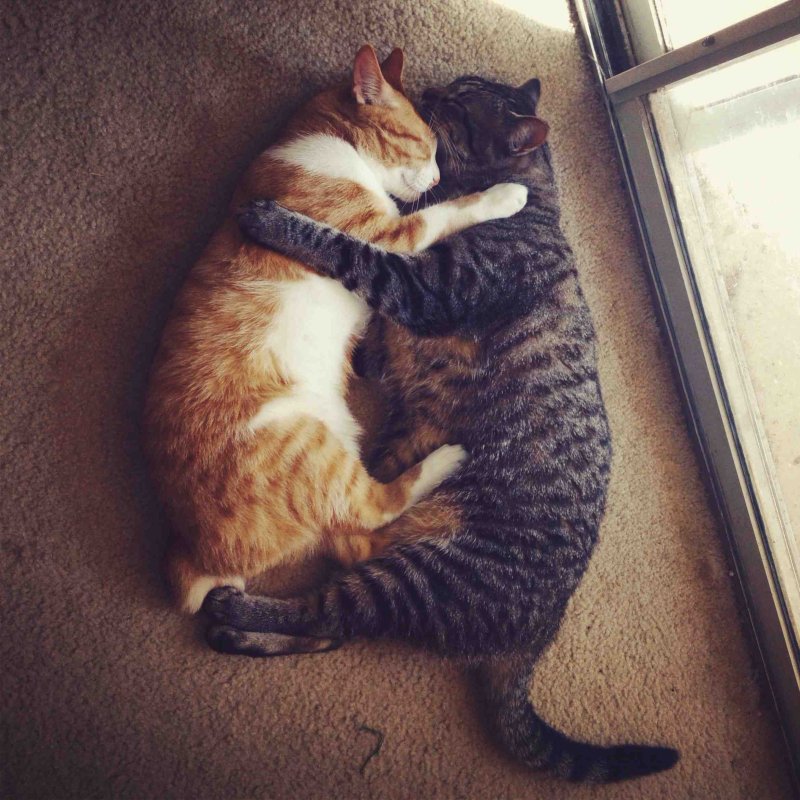 Котики обнимаются