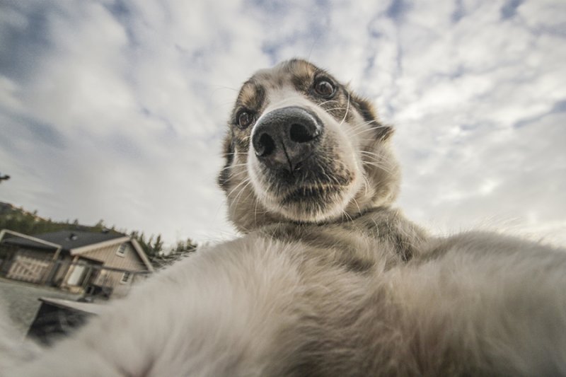 Щенок селфи