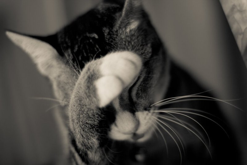 Котик прикрывает лицо