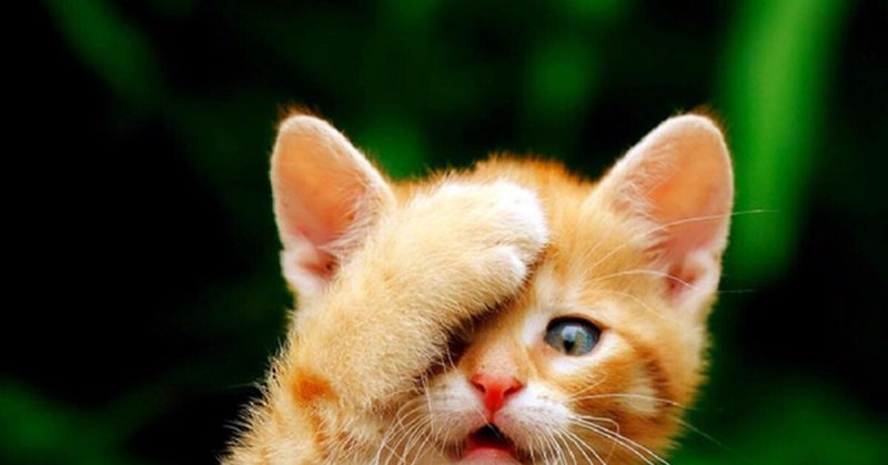 Кот прикрывает лапой морду