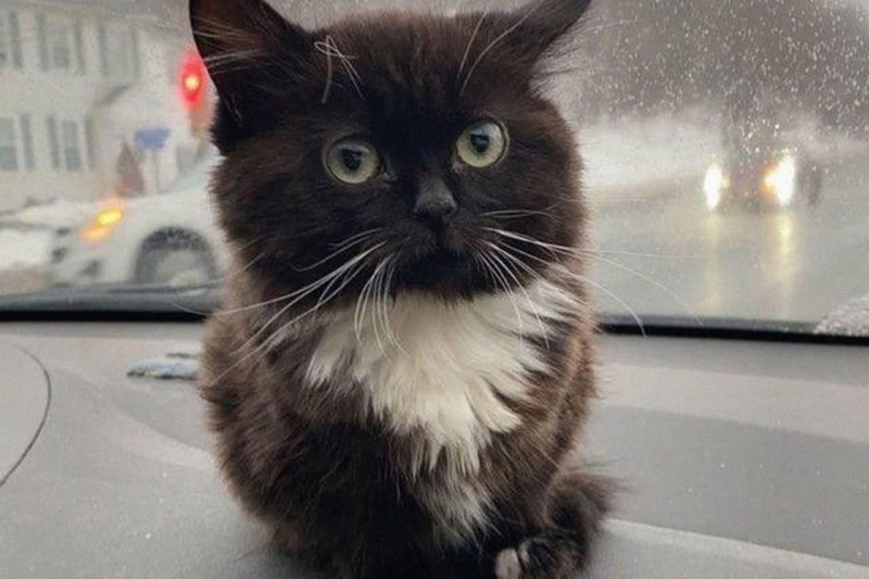 Кошка Вирго чмоня