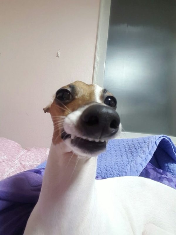 Безумная собака