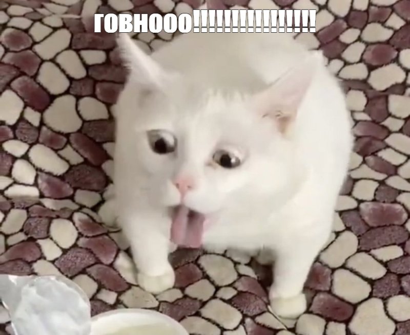 Котика тошнит