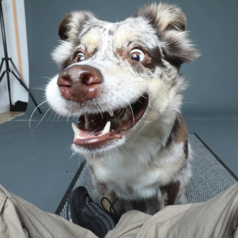 Сумасшедшая собака