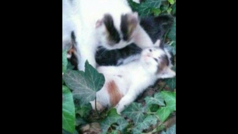 Адыхай котик