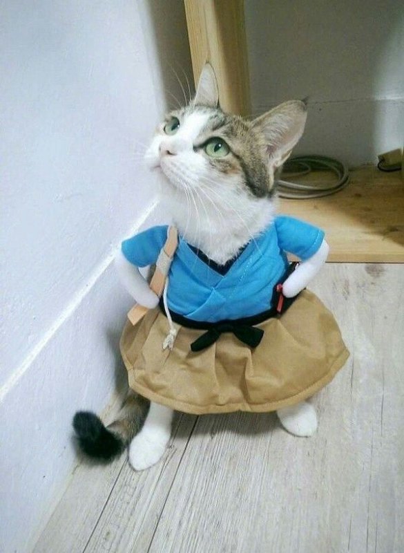 Смешные костюмы для кошек