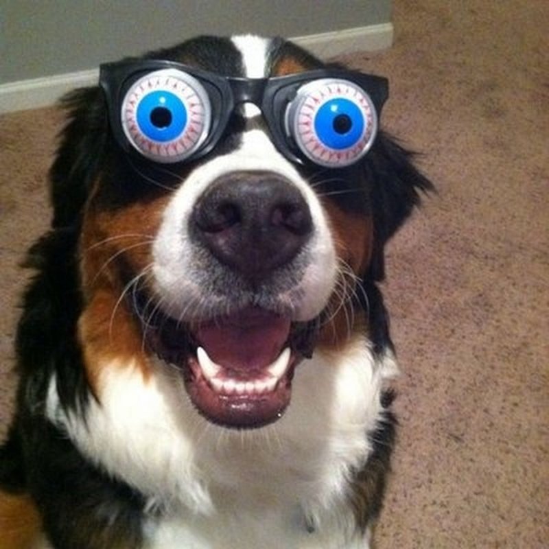 Весёлые картинки прикольные