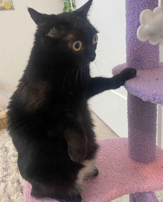 Черный кот в шоке