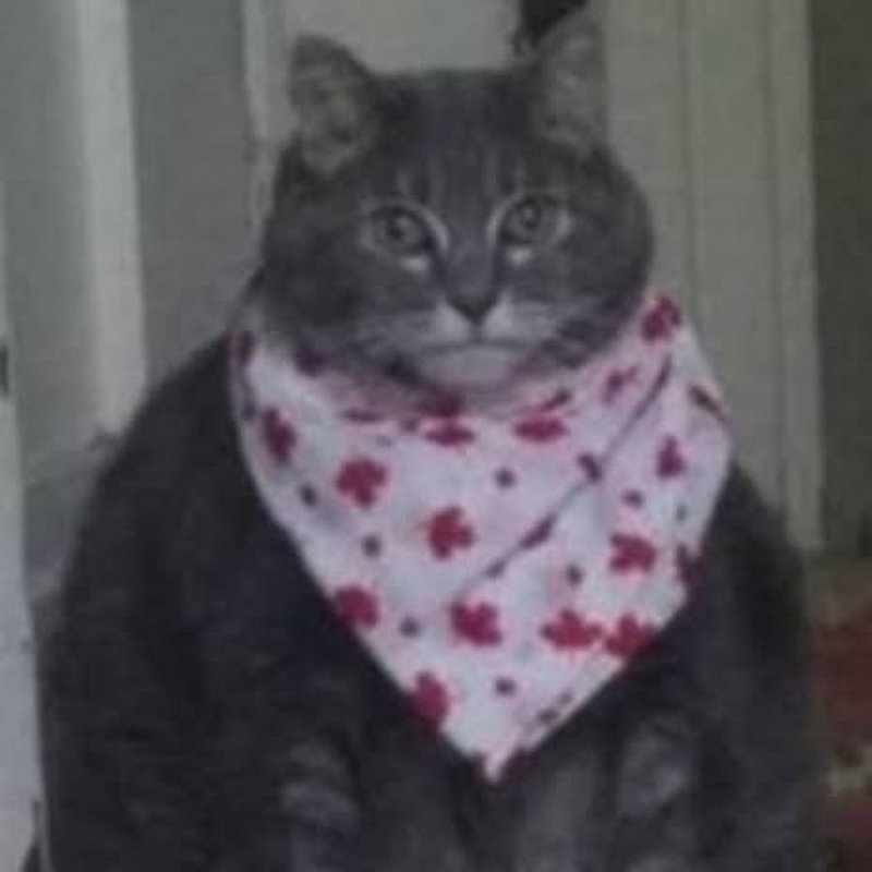 Кот в фартуке Мем