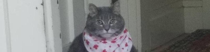 Неси черешню