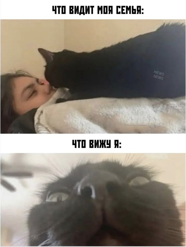 Мемы с котами про учебу
