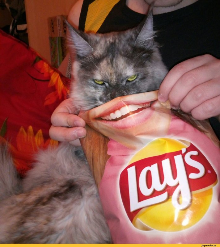 Коты чипсики сухарики