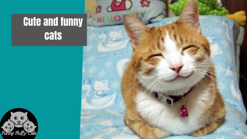 Эмоции кошек