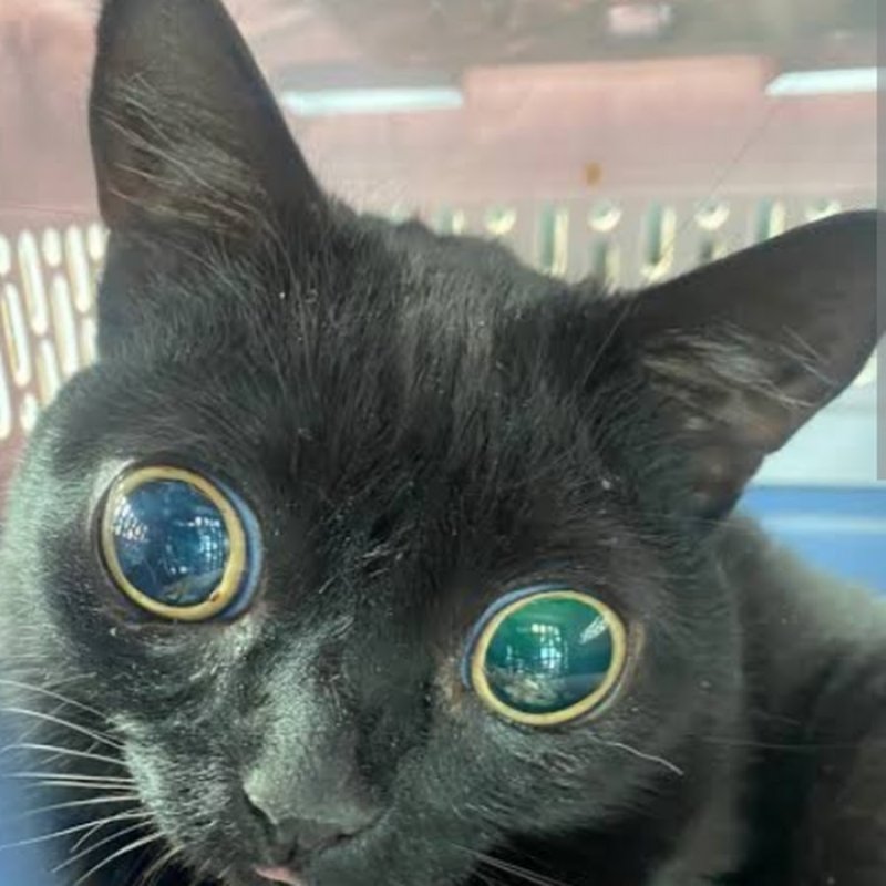 Порода кошек с выпученными глазами