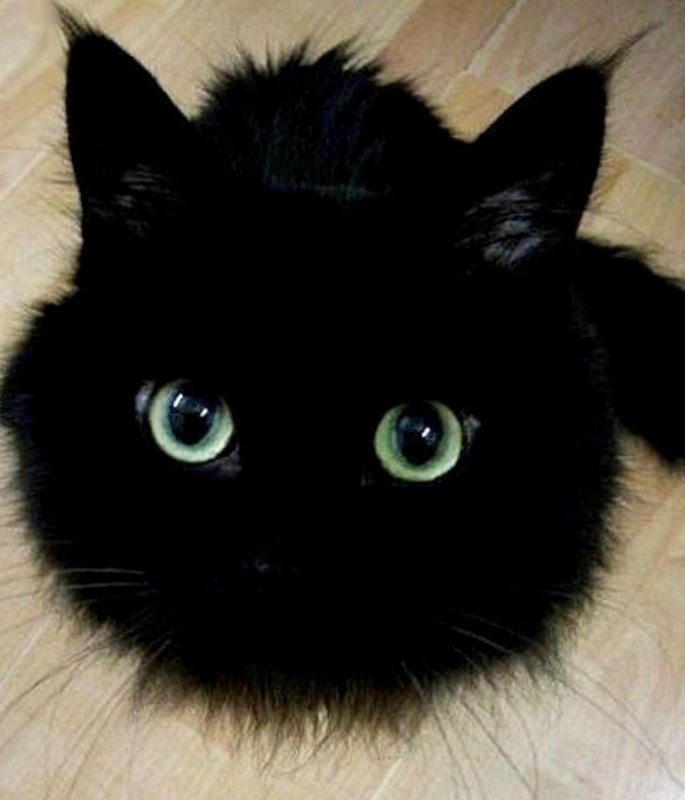 Котики картинки