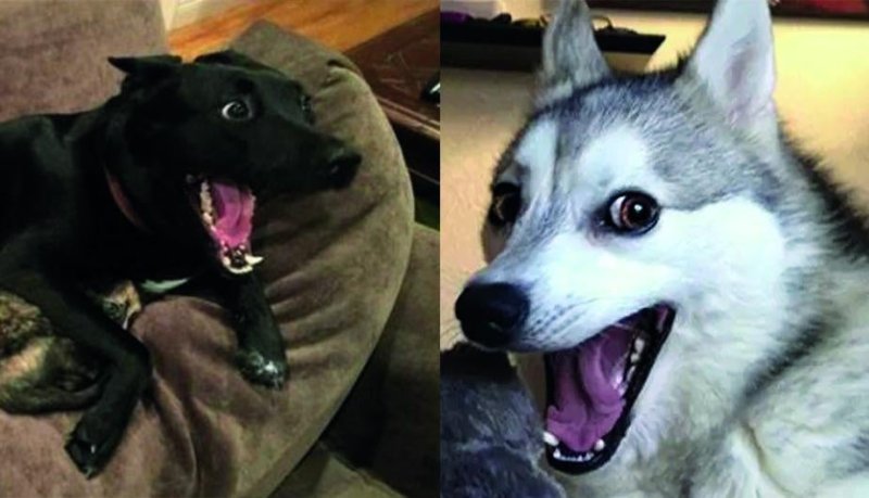 Собака ржет