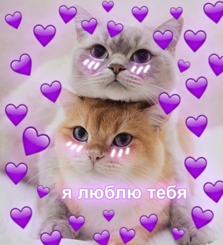 Люблю тебя котик