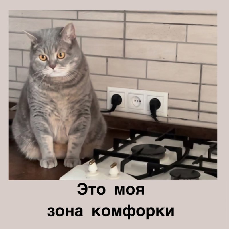 Кошку в валенке Мем