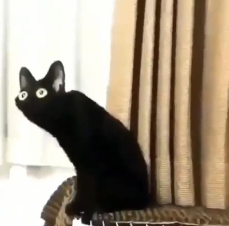 Черный кот с большими глазами