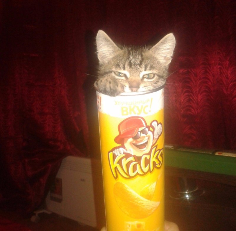 Кот в пачке чипсов