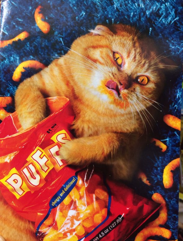 Кот с чипсами