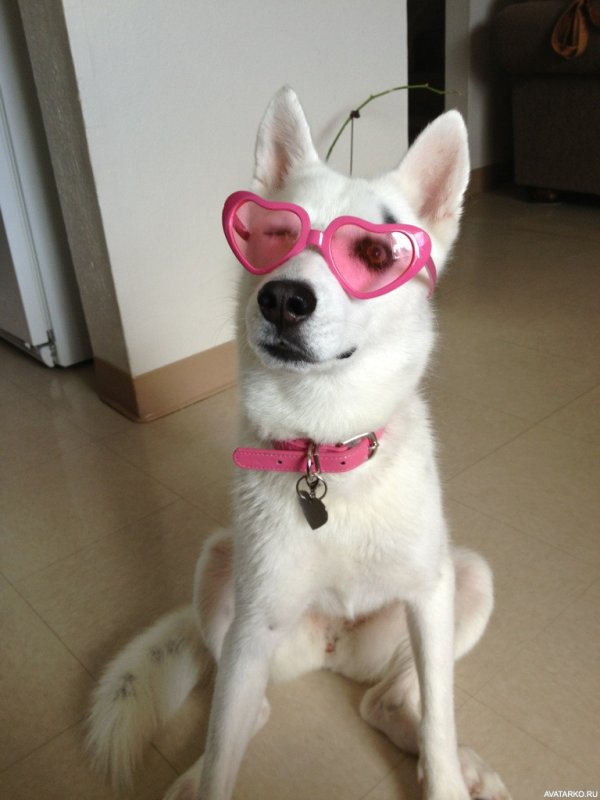 Милые собаки в очках
