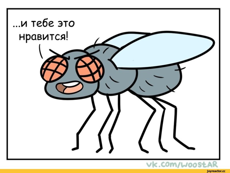Мемы про мух