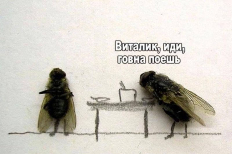 Муха прикол