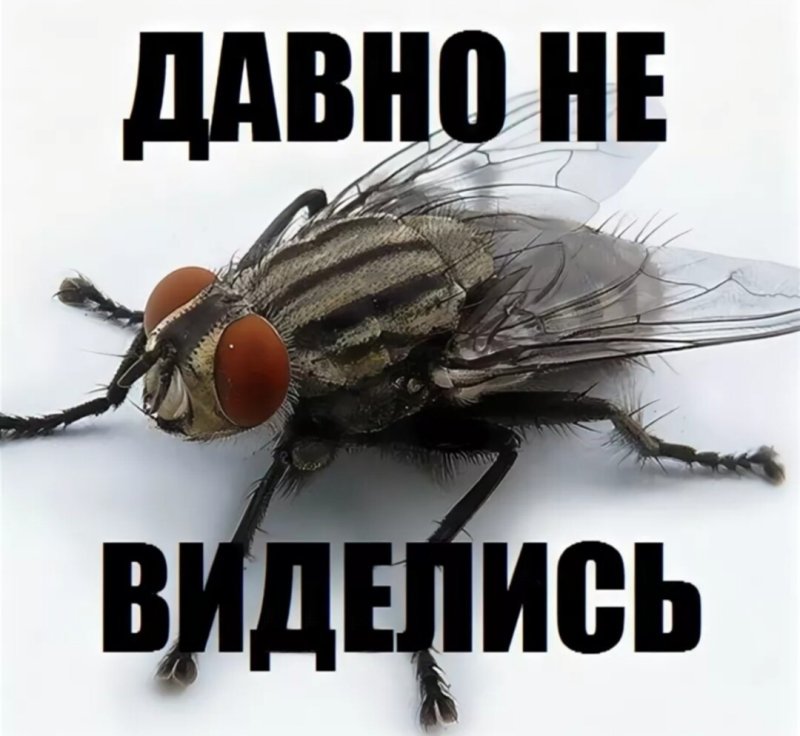Муха прикол