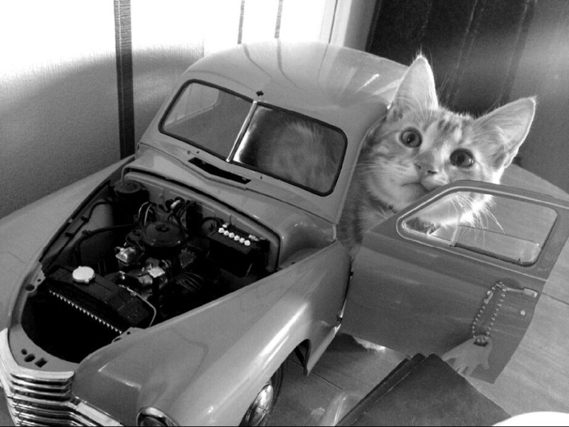 Машины для котиков