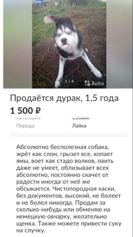 Продается дурака хаски