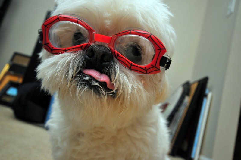 Пес в очках