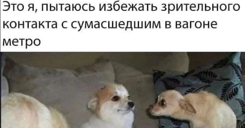 Мем с собакой я пытаюсь